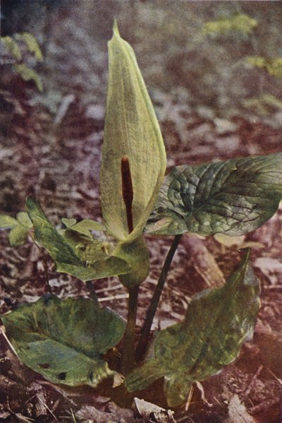Fiori Selvatici: Arum Selvatico da Charles Essenhigh Corke