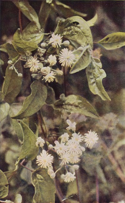 Fiori selvatici: Clematide selvatica da Charles Essenhigh Corke