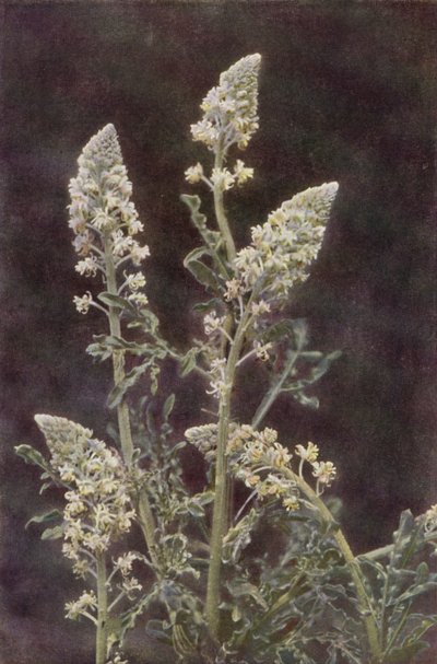 Fiori selvatici: Reseda selvatica da Charles Essenhigh Corke