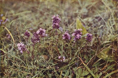 Fiori selvatici: Timo selvatico da Charles Essenhigh Corke