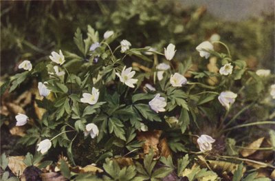 Fiori selvatici: Anemone dei boschi da Charles Essenhigh Corke