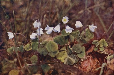 Fiori selvatici: Acetosella da Charles Essenhigh Corke