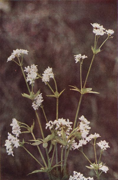 Fiori selvatici: Stellina odorosa da Charles Essenhigh Corke