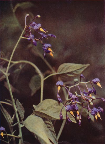 Fiori selvatici: Dulcamara da Charles Essenhigh Corke