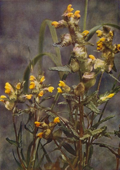 Fiori selvatici: Cresta di gallo da Charles Essenhigh Corke