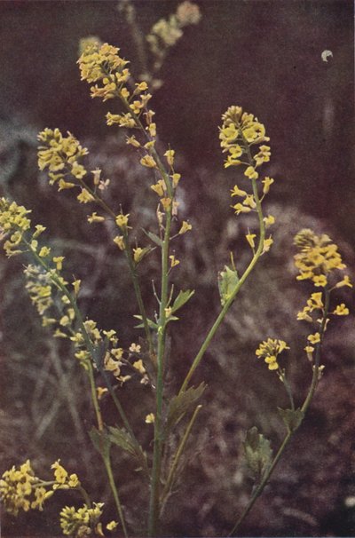 Fiori selvatici: Barbarea da Charles Essenhigh Corke