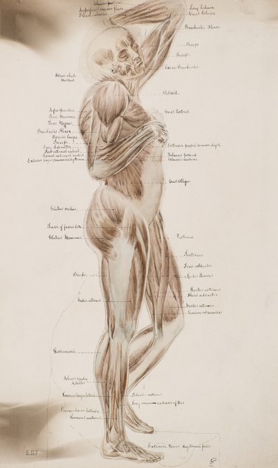 Studio [Muscoli umani (con didascalia)], c.1884 da Charles Gustav Louis Phillips