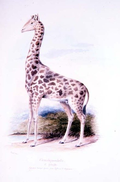Giraffa di James Edwin Edward Dawe, illustrazione per The Ruminantia Vol. I da Charles Hamilton (after) Smith