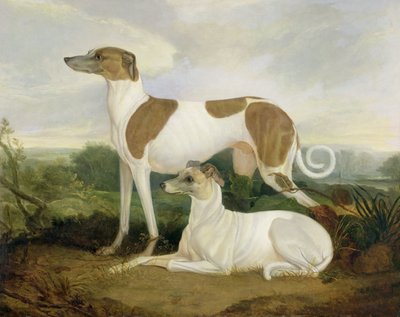 Due levrieri in un paesaggio da Charles Hancock
