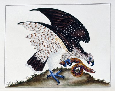 Uccello rapace con serpente, 1808-21 da Charles Hayes