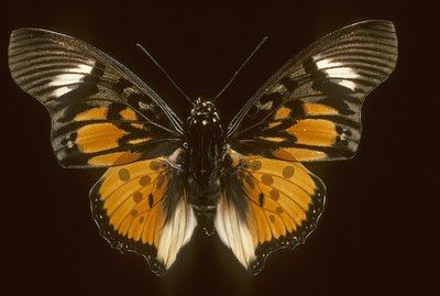 Acraeoids charaxes da Augustus Kollner