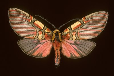 Anaxita constricta da Augustus Kollner