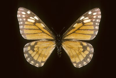 Baronia brevicornis da Augustus Kollner