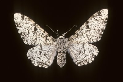Betularia biston da Augustus Kollner