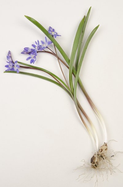 Tavola botanica, Chionodoxa forbesii, Chionodoxa luciliae, Gloria della neve da Augustus Kollner