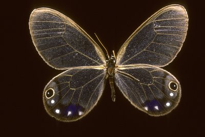 Cithaerias esmeralda da Augustus Kollner