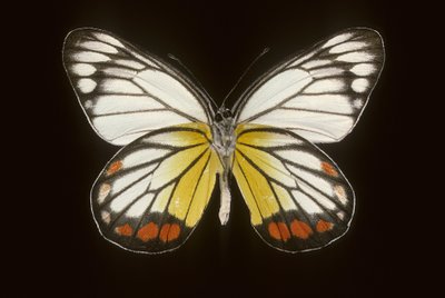 Delias hyparete, Maschio da Augustus Kollner