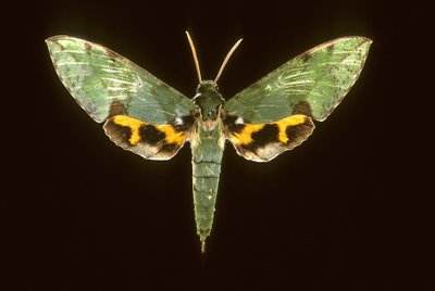 Euchloron megaera, Sfinge verde da Augustus Kollner