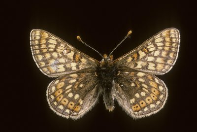 Euradryas aurinia da Augustus Kollner