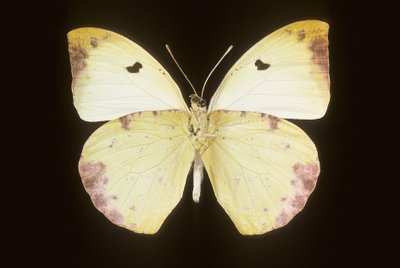 Gideona Lucasi da Augustus Kollner
