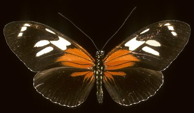 Heliconius burneyi catherina da Augustus Kollner