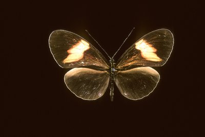 Heliconius melpomene da Augustus Kollner