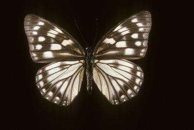 Hestina japonica da Augustus Kollner