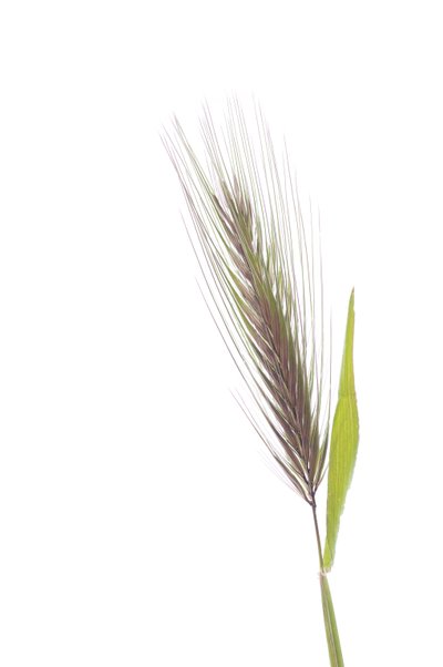 Hordeum murinum subsp. murinum, Orzo dei topi da Augustus Kollner