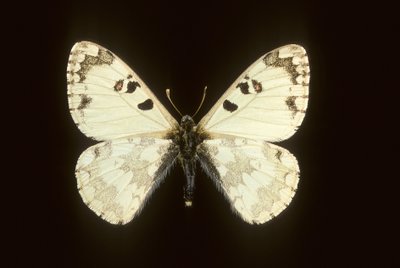 Hypermnestra helios da Augustus Kollner