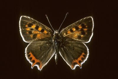 Lycaena phlaeas da Augustus Kollner