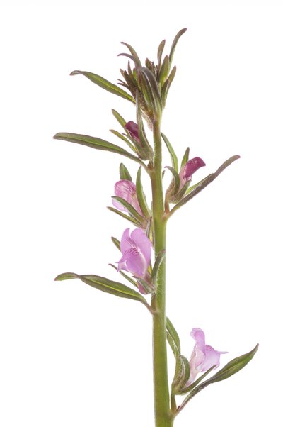 Misopates orontium, Teschio, Muflier rubicondo, Muflier dei campi da Augustus Kollner