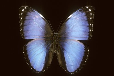 Morpho vitrea da Augustus Kollner