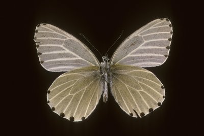 Mylothris humblot da Augustus Kollner