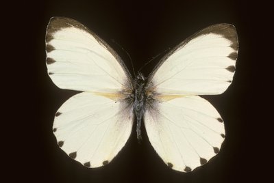 Mylothris ngaziya da Augustus Kollner