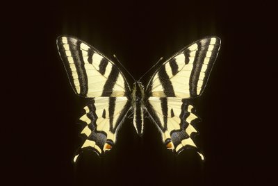 Papilio alexanor, Alexanor da Augustus Kollner