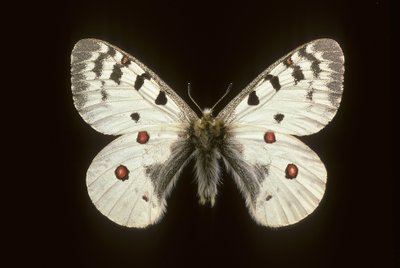 Parnassius phoebus, Piccolo apollo da Augustus Kollner