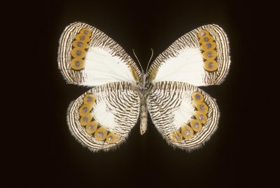 Physcaeneura leda da Augustus Kollner