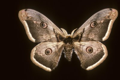 Saturnia pyri da Augustus Kollner
