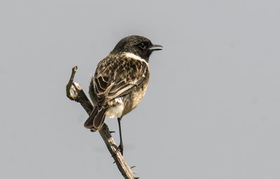 Saxicola torquata, Dawler, Saltimpalo comune da Augustus Kollner