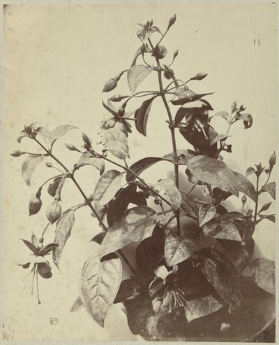 Natura morta con fucsia da Charles Hippolyte Aubry