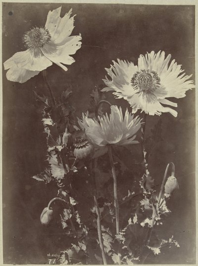 Natura morta con papaveri da Charles Hippolyte Aubry
