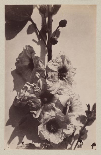Natura morta con fiori e malvarosa da Charles Hippolyte Aubry