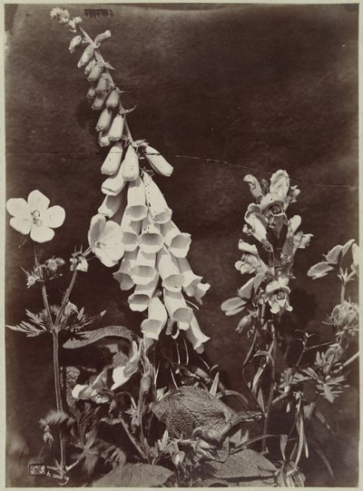 Natura morta con fiori e digitale da Charles Hippolyte Aubry