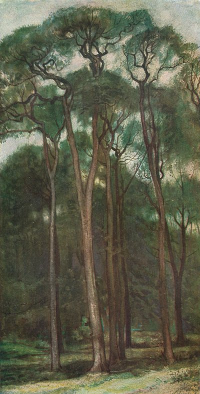 Studio di alberi, c1900 1903-1904 da Charles Holroyd