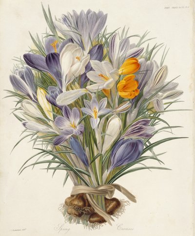 Crocus primaverili, tavola da Transactions of the Horticultural Society, Londra, vol VII, 1830 (incisione colorata a mano) da Charles John Robertson