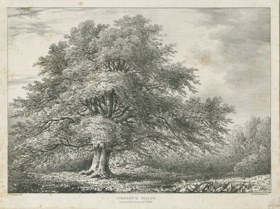 Lichfield - Albero di Salice di Dr. Johnson da Charles Joseph Hullmandel