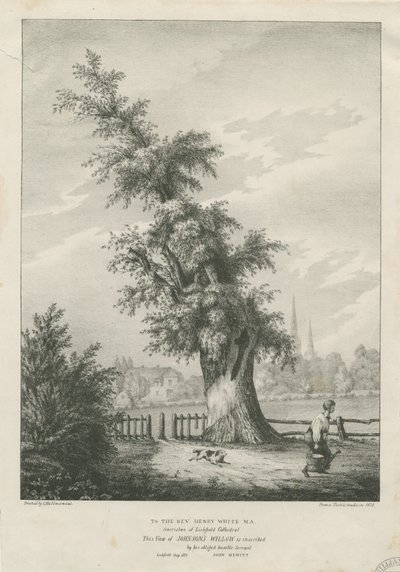 Lichfield - Il salice del 