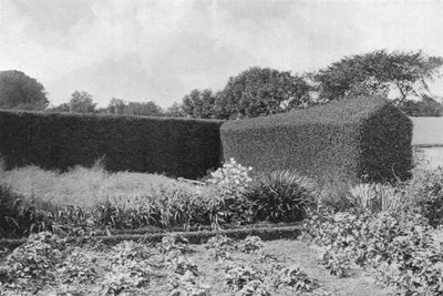 Siepi di bosso nel giardino della cucina da Charles Latham