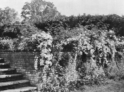 Rose a grappolo da Charles Latham
