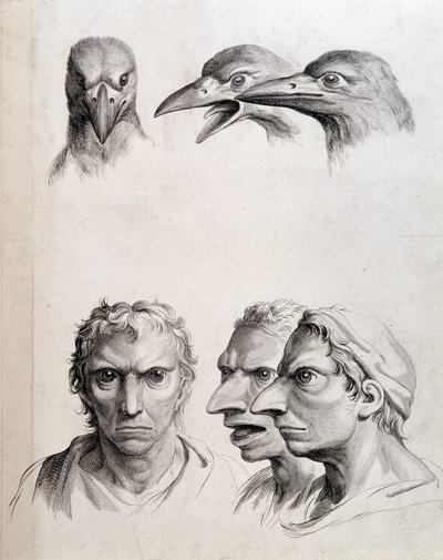 Profili di uccello e "uomo-uccello" - di Lebrun, in "Trattato della fisiognomica dell